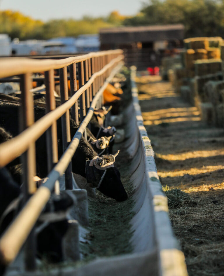 Outdoor Roping Arenas Stalls/RV - Rancho Rio