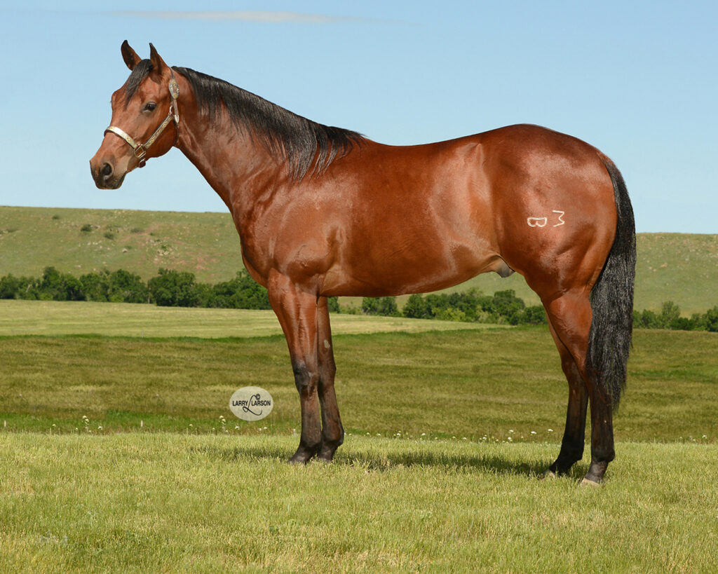 2025 Sale Horses Rancho Rio