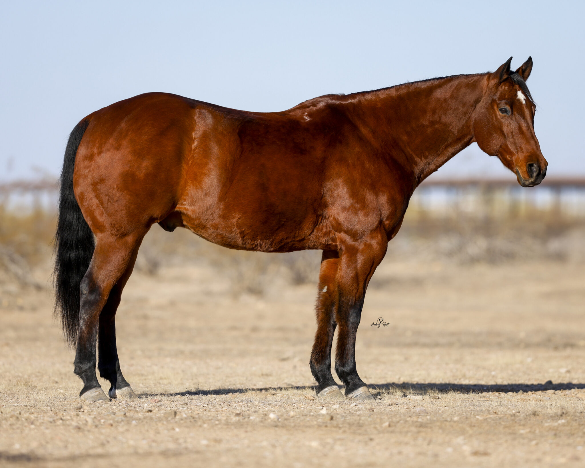 2025 Sale Horses Rancho Rio