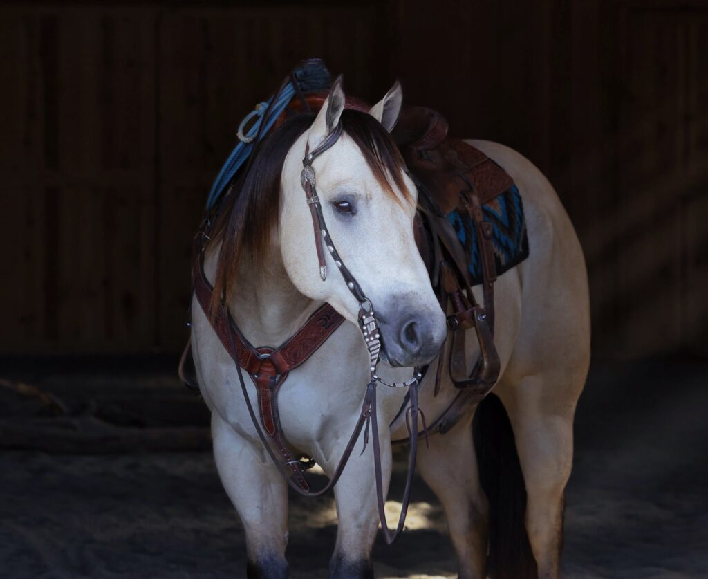 2025 Sale Horses Rancho Rio