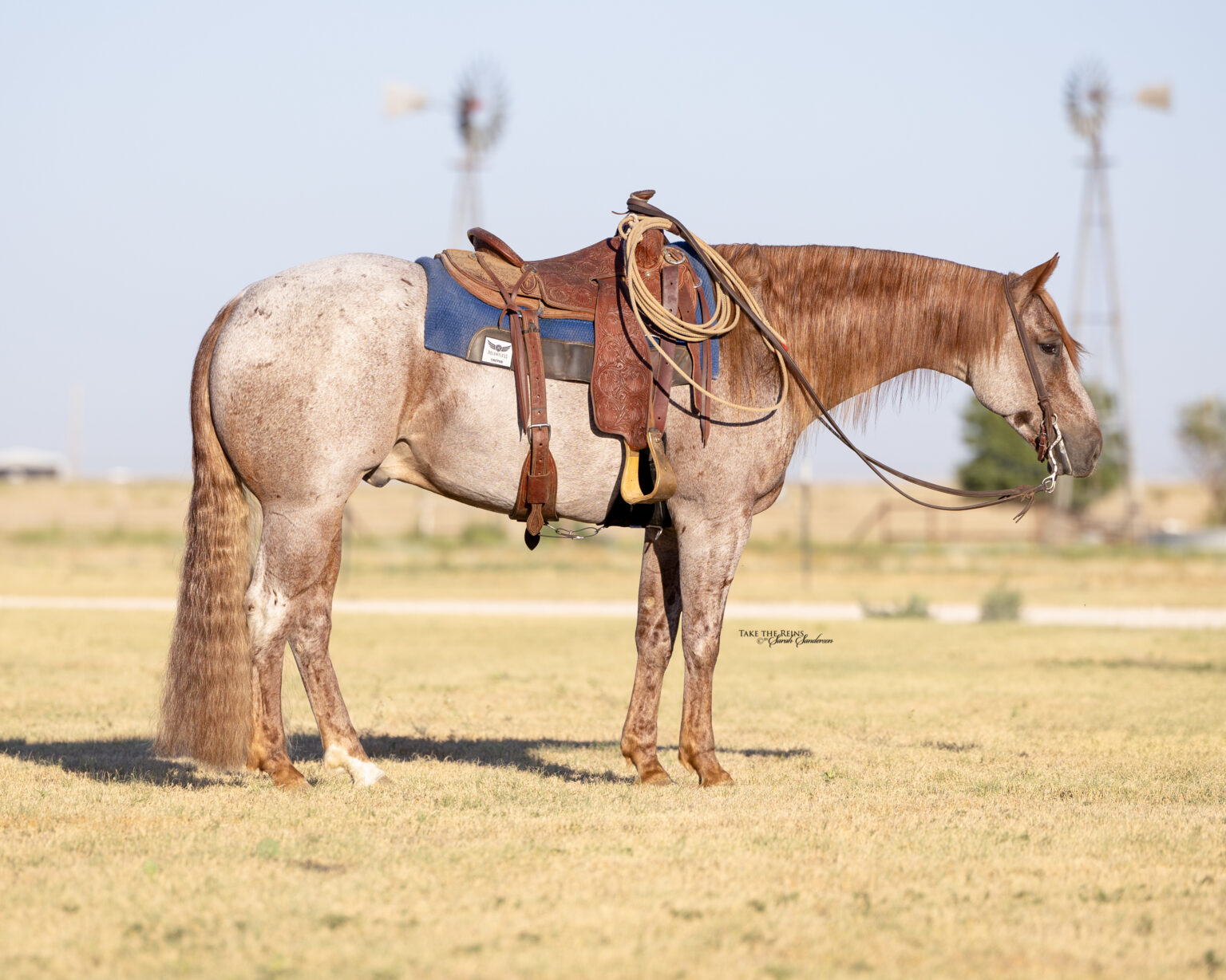 2025 Sale Horses Rancho Rio