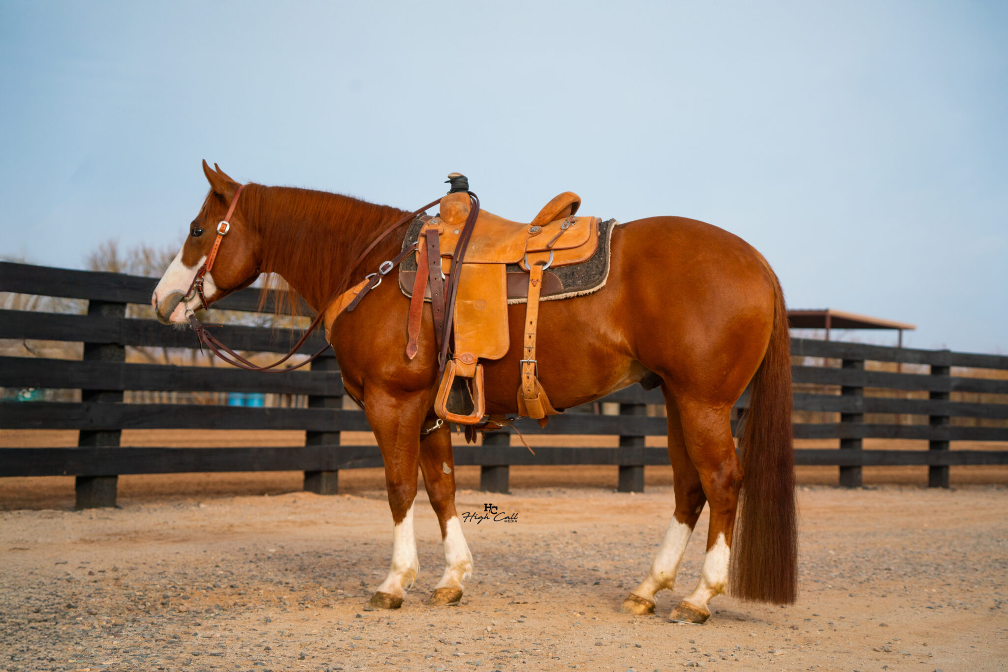 2025 Sale Horses Rancho Rio