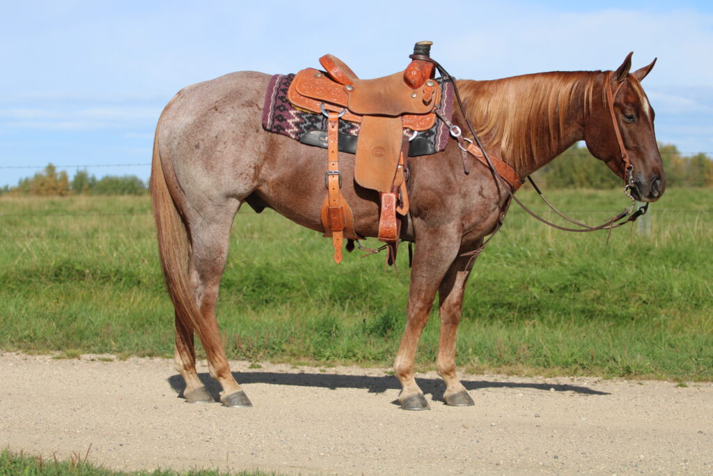 2025 Sale Horses Rancho Rio