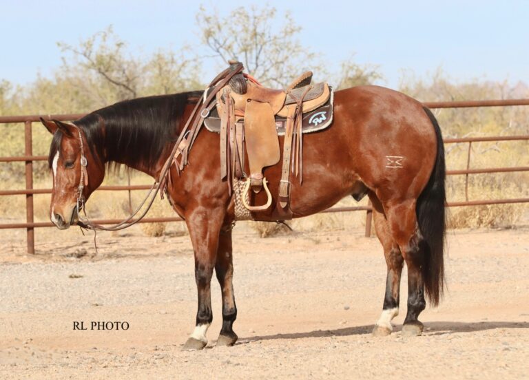 2025 Sale Horses Rancho Rio