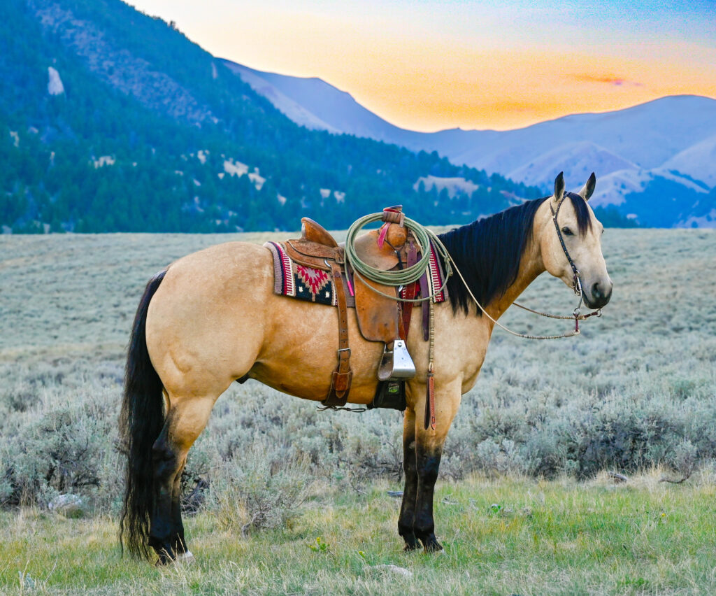 DUNLOP - One horse American Quarter Horse Gelding 13 years 15,2 hh Grey in LIpan TX