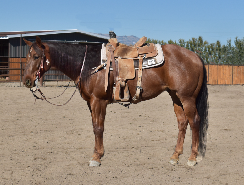 2025 Sale Horses Rancho Rio